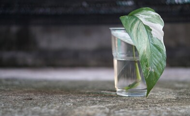 glass of water