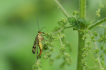 A hunting female Scorpion Fly, Panorpa communis, perching on a Stinging nettle plant.