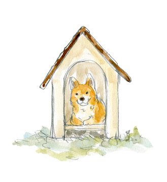 156 Best 雑種犬 Images Stock Photos Vectors Adobe Stock