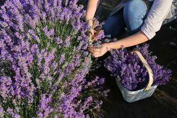Female farmer cutting lavender flowers in field