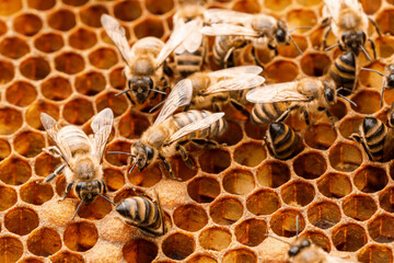 Bees with honey combs, closeup