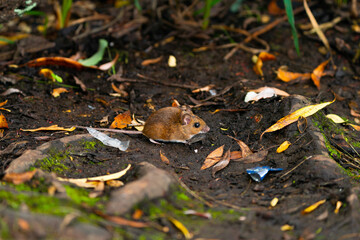 mouse in the forest