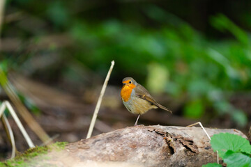 robin on a branch