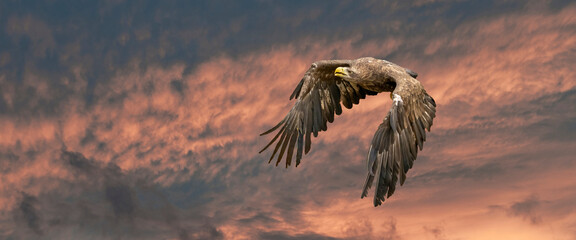 European sea eagle flying in an impressive blue and red sky. Bird of prey in flight. Flying birds of prey during a hunt. Social media, web banner of cover