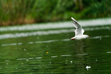 seagull in flight