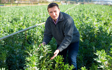 Positive man checking seedlings of fava beans. High quality photo
