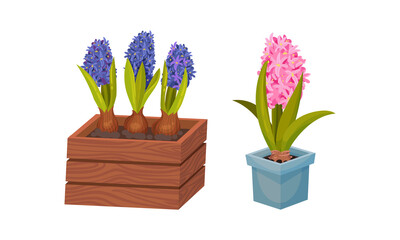 Blue and pink hyacinth potted flowers set. Spring plants in flowerpots vector illustration