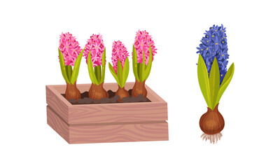 Hyacinth potted spring flowers set. Spring bulbous plants in flowerpot vector illustration