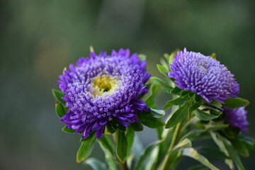 Purple flowers