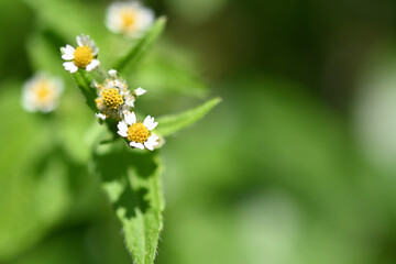 White and small flowers of shaggy soldier in the sunny field. 