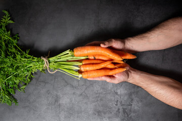 hands of a farmer holding a bunch of bio carrots, with their green stems on a gray background, seen...