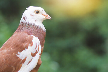 A brown and white dove in the wild. 