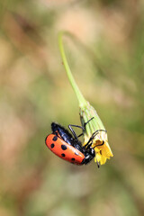 Obraz premium Insecte