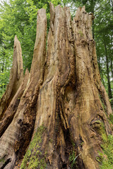 Fototapeta na wymiar mystischer überwucherter Baumstumpf im Wald