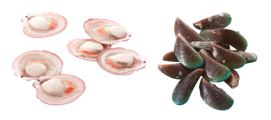 Group of raw scallop and mussel on white background