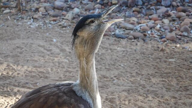 Big bird singing in the Australian outback