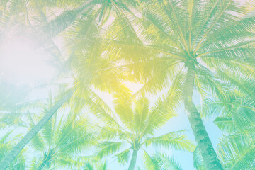 Abstract summer background, coconut tree background, tropical island, outdoor day light, summer season