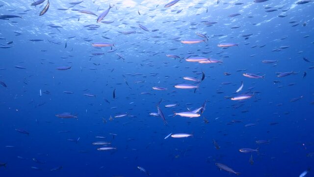 School of Boga fish in the turquoise water of coral reef in Caribbean Sea, Curacao