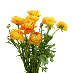 Orange ranunculus flowers in a bouquet isolated