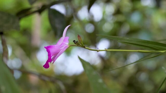 Macro close up of colorful orchid species growing in deep jungle of Ecuador,4K - Sobralia Species in prores