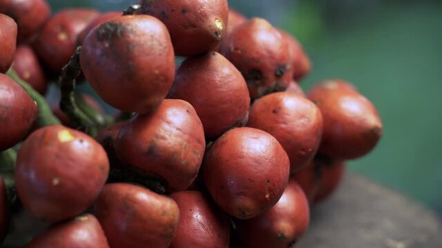 Slow pan close up of red colored Chontaduro harvested in Amazon Rainforest,4K -  Prores high quality shot of Ecuadorian Bactris gasipaes Palm Tree