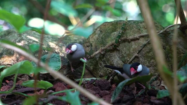 Two Java Sparrows or Finches running around in natural setting SLOW MOTION
