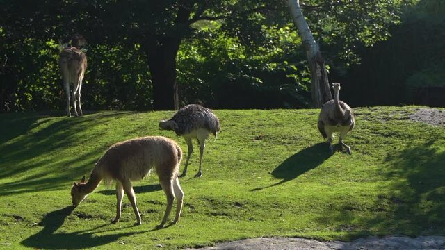 Emus and Vikunja basking in sun in zoo setting outdoor