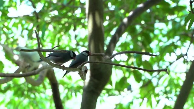 Two Java Sparrows or Finches sitting on branch inside tree