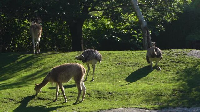 Slow motion view of Emus and Vikunja in zoo setting