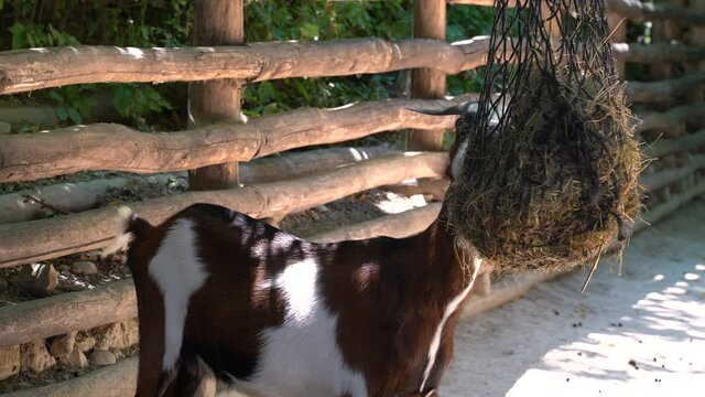 Goat on farm eating dried grass hanging from above