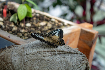 black butterflies in the garden