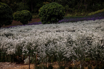 White cutter flower farm. Blurred background and foreground.