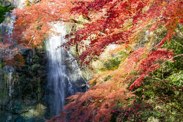 晩秋の紅葉