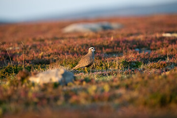 Eurasian Dotterel on Flatruet 