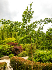 Japan garden, Wroclaw, Poland