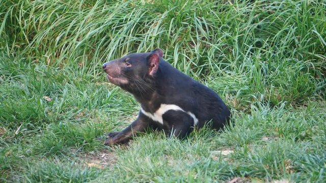 Tasmanian Devil filmed in slow motion around Tasmania
