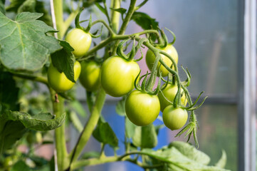 Green tomatoes on the branch in greenhouse. Organic vegetables for healthy eating