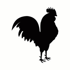 rooster isolated on white