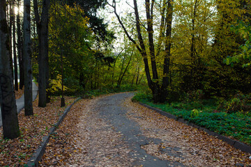 Obraz premium Autumn wet road in the park with leaves
