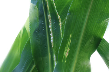 Corn smut. Ustilago maydis disease on corn plant in the field. Fungal disease on a corn cob