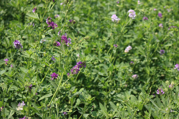 Close-up of beautiful purple alfalfa flower in the field. Medicago sativa cultivation in bloom in...