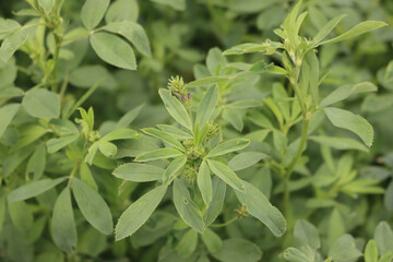 Close-up of  alfalfa blossoms  in the field. Medicago sativa cultivation in bloom in summer