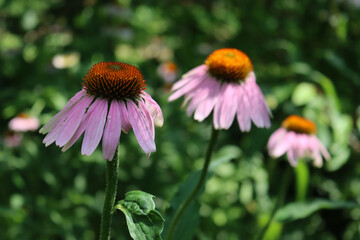 Fototapeta premium Close-up of pink Rudbeckia flowers on a sunny day. Echinacea purpurea
