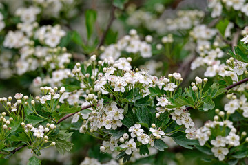 Common hawthorn // Hagedorn, Eingriffeliger Weißdorn (Crataegus monogyna)