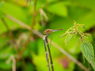 Dragonfly on a branch close-up on a bokeh background, blurred natural background