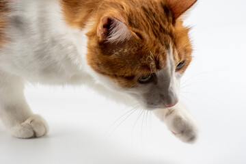 Ginger cat on white close-up. Close-up of red kitten isolated on a white background