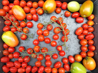 Fototapeta na wymiar Cherry tomatoes with Roma Tomatoes on a grey background