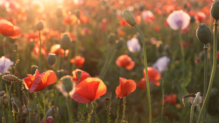 Fototapeta premium Close-up of beautiful flowers of red and white poppies, sunset.