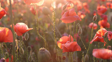 Close-up of beautiful flowers of red and white poppies, sunset.