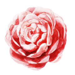 Fototapeta premium Watercolor camellia flower. Pink flower. Watercolor illustration of a flower.